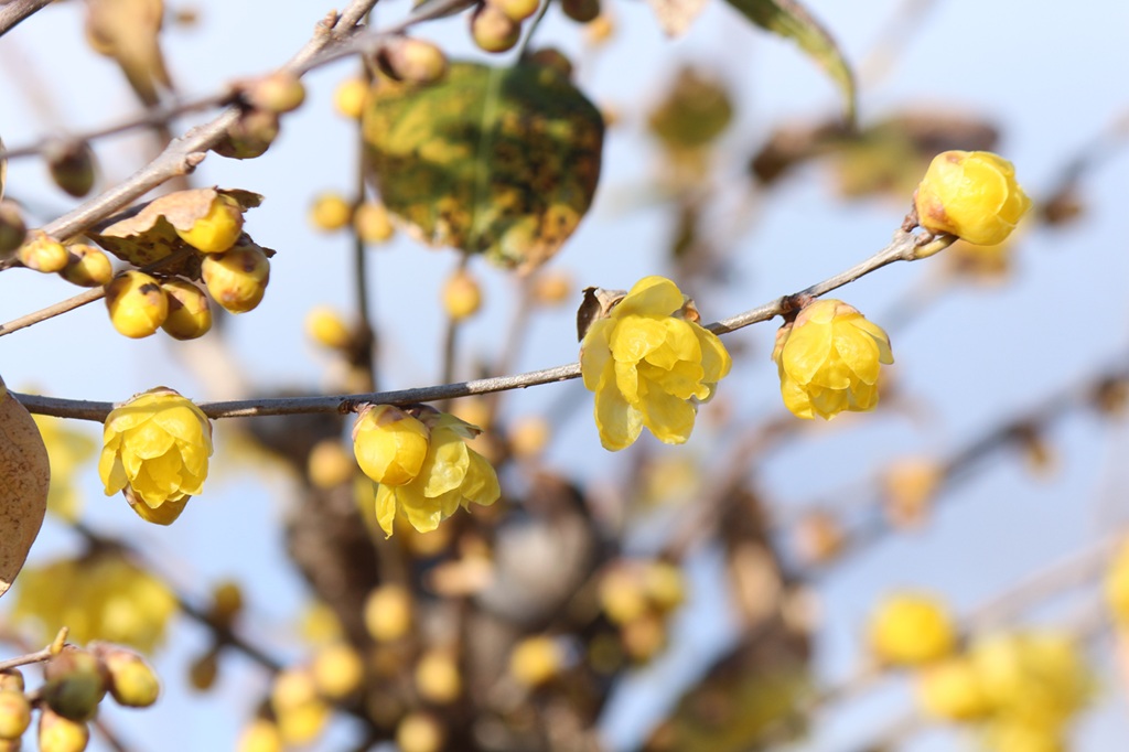 2025-12-19蝋梅 2025-12-19蝋梅