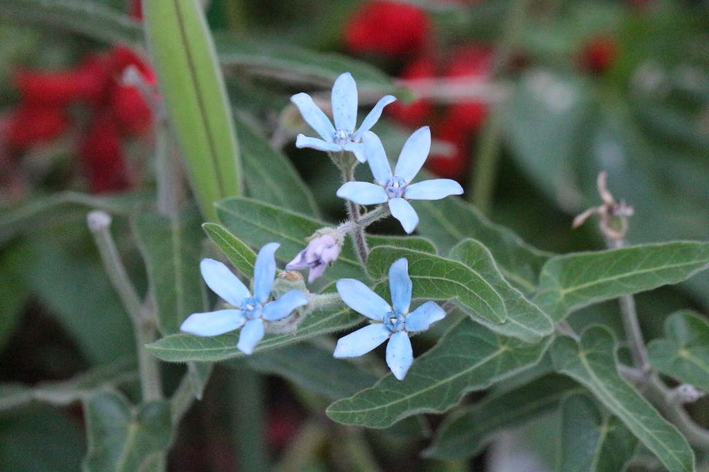 bluestar6.28 bluestar6.28