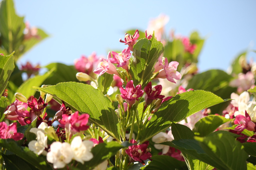 hakoneutugi5.17 hakoneutugi5.17