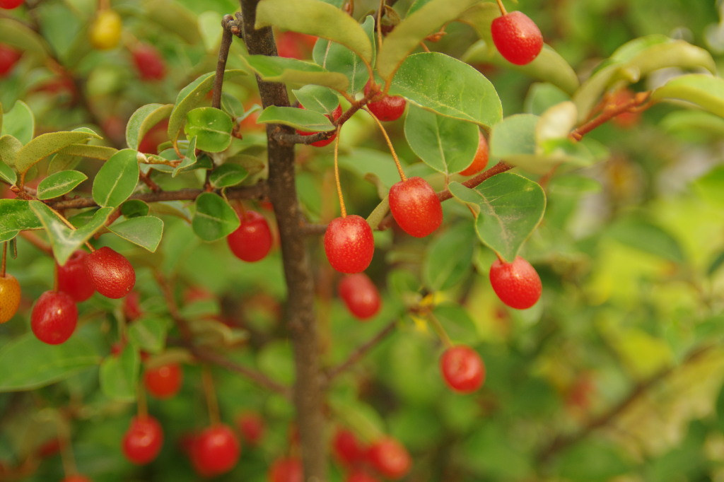 natugumi5.25 natugumi5.25