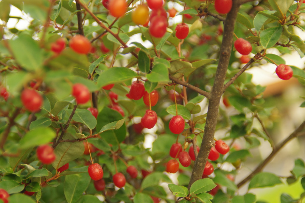 natugumi5.25 natugumi5.25