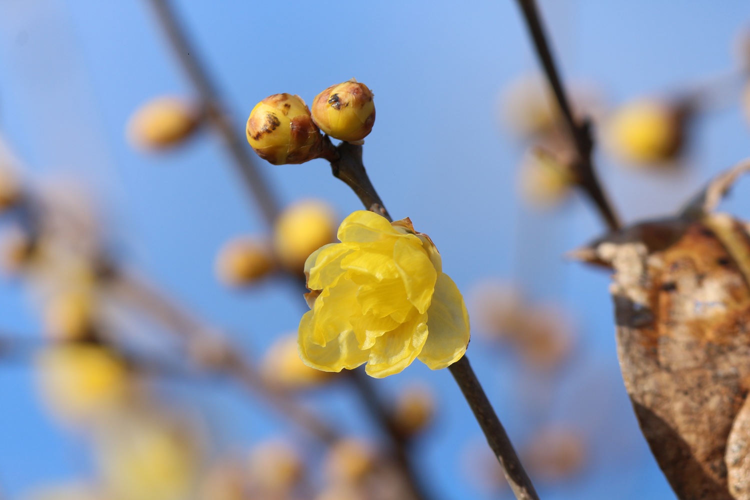 roubai12.19 roubai12.19