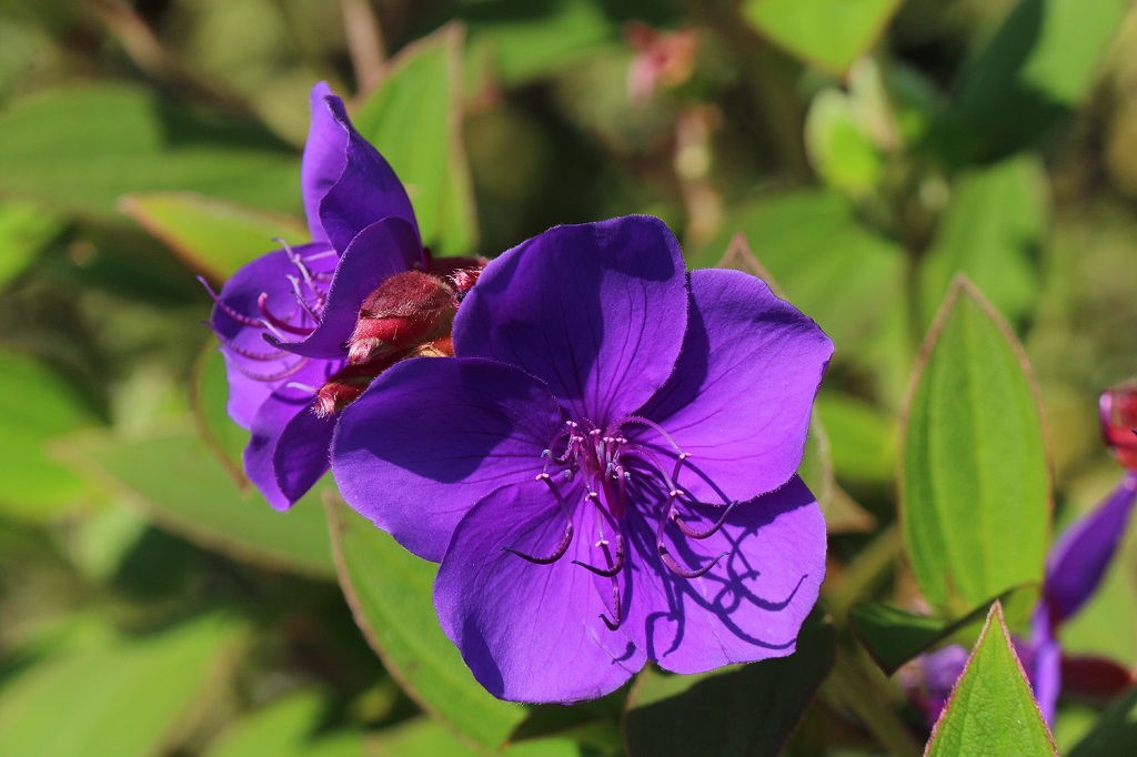 sikonnobotan11.7 sikonnobotan11.7